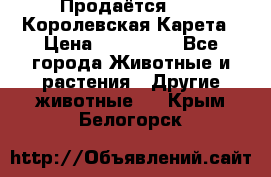 Продаётся!     Королевская Карета › Цена ­ 300 000 - Все города Животные и растения » Другие животные   . Крым,Белогорск